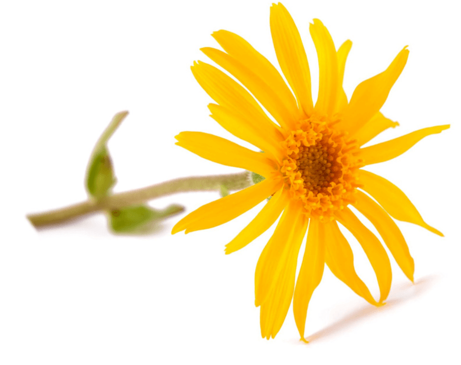 Arnica extract is contained in Artovitel