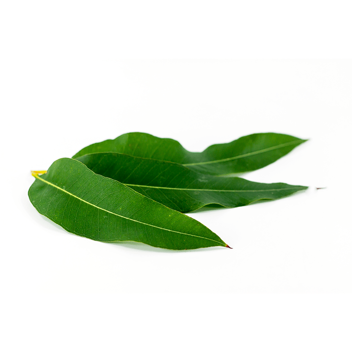 Eucalyptus globulus is part of Artovitel