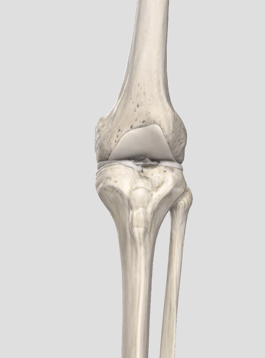 Cartilage